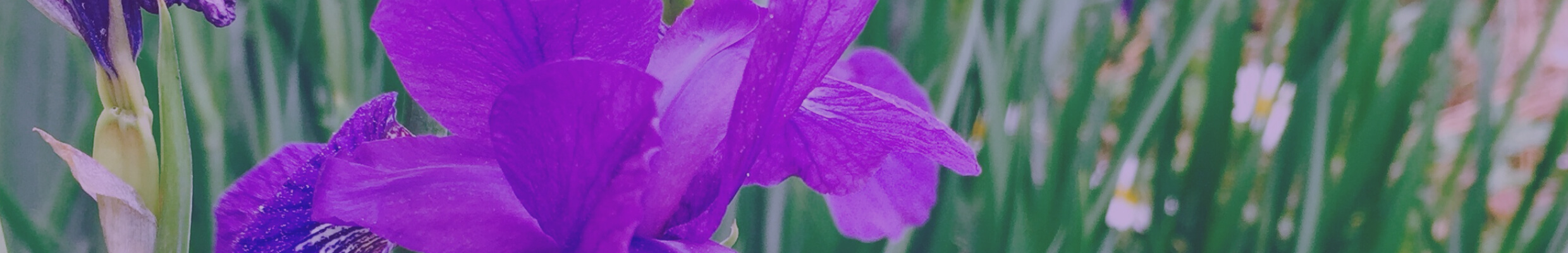 may-image